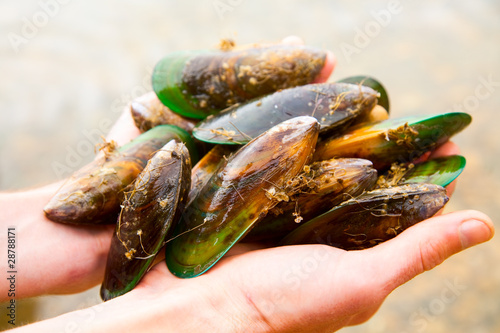 Greenshell mussels photo