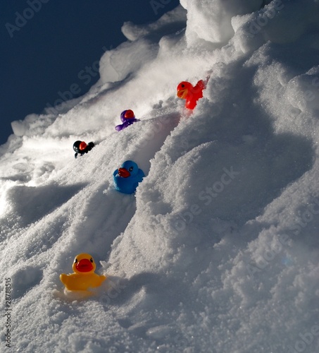 Fotografie happy snow ducks