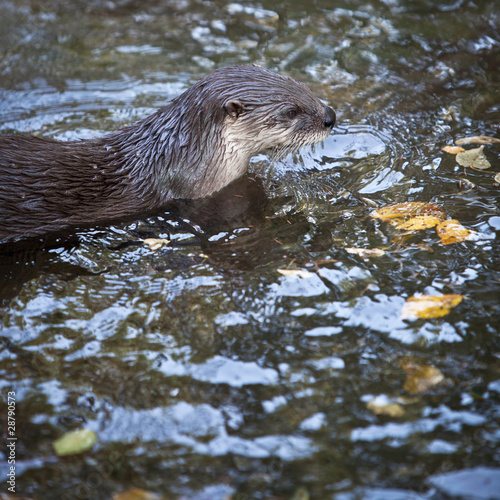 Otter - the cutest european mammal.