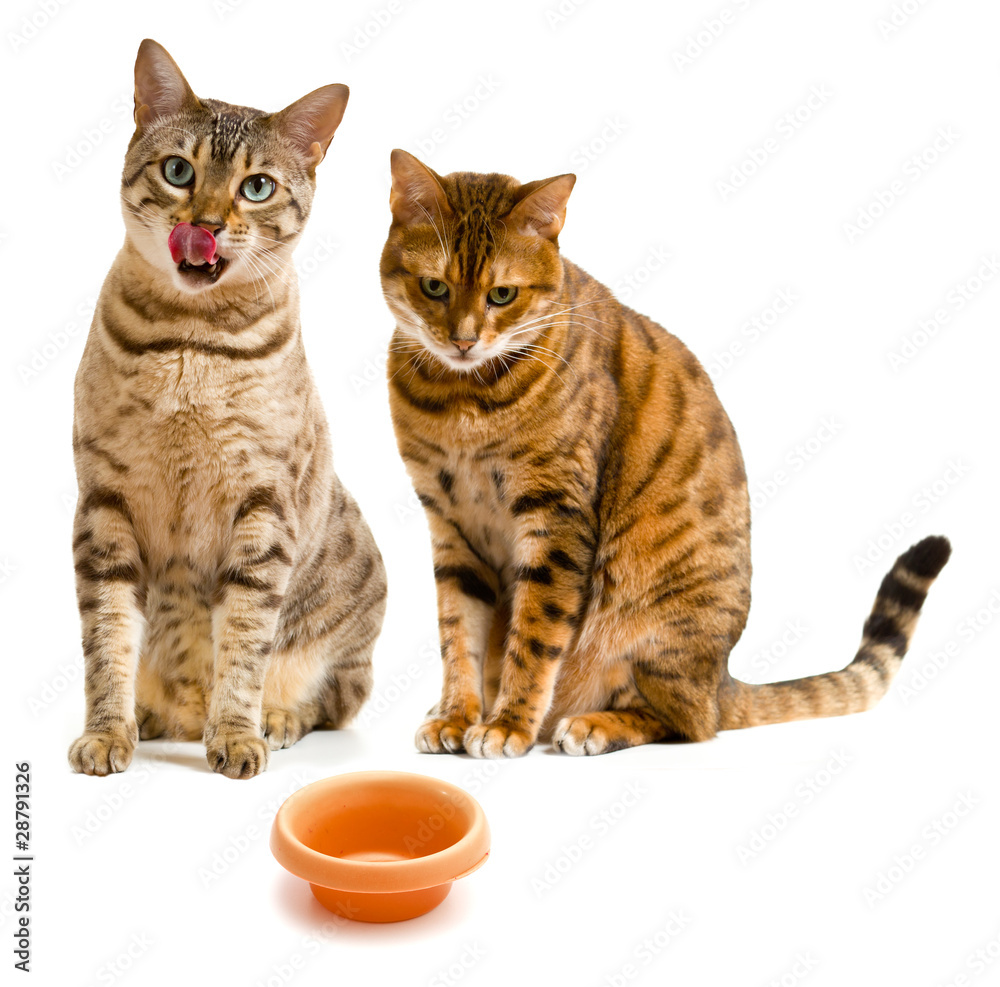 Tow bengal cats looking at an empty bowl