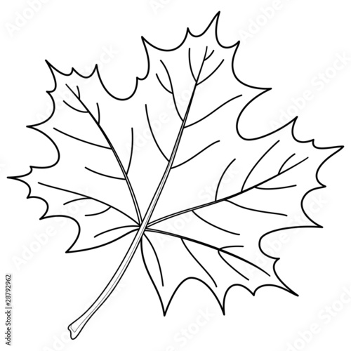 Leaf of a maple, contour