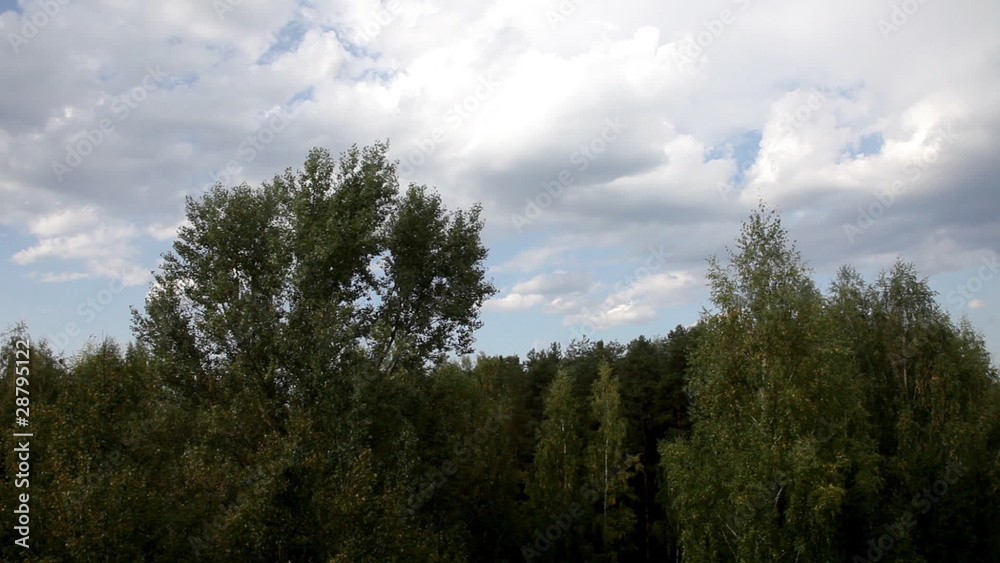 View on trees and sky in rainy day View on trees and sky in rainy day