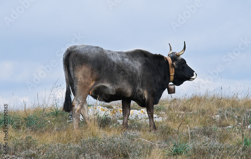 Fototapeta Naklejka Na Ścianę i Meble -  Cow on meadow.