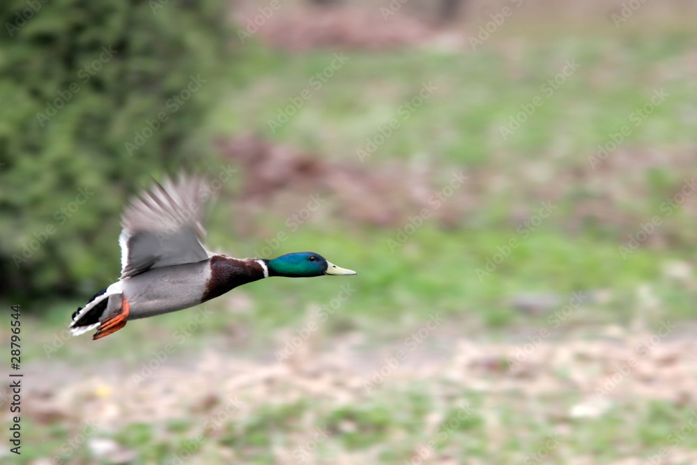 Obraz premium Mallard male in fly