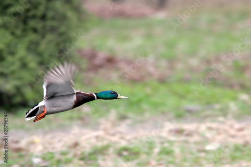 Mallard male in fly