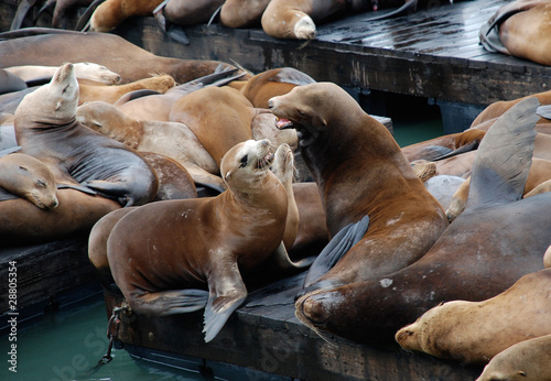 Seelöwen am Pier 39 - San Francisco
