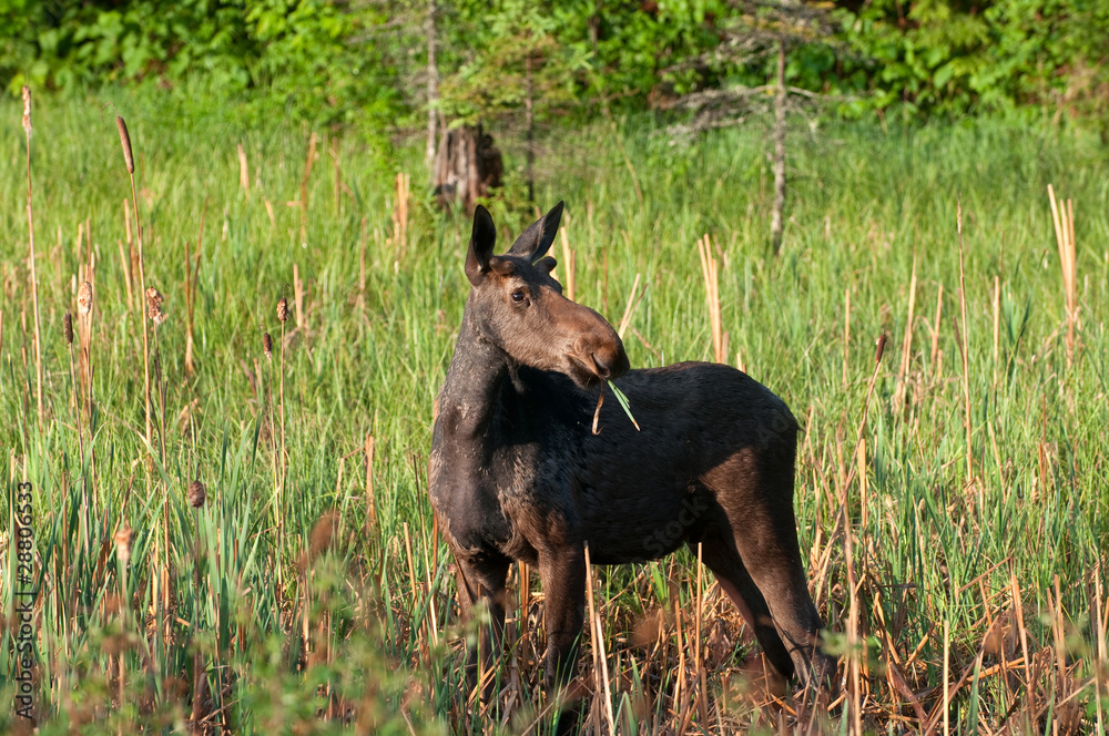 Moose in the woods