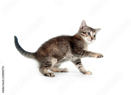 Tabby kitten on hind legs © Tony Campbell