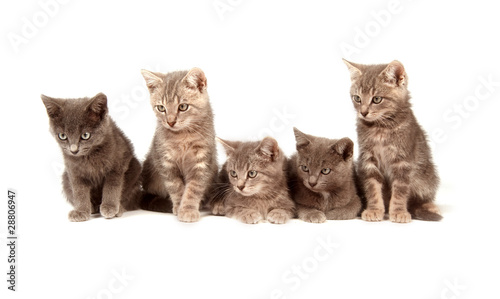 Five gray kittens on white background