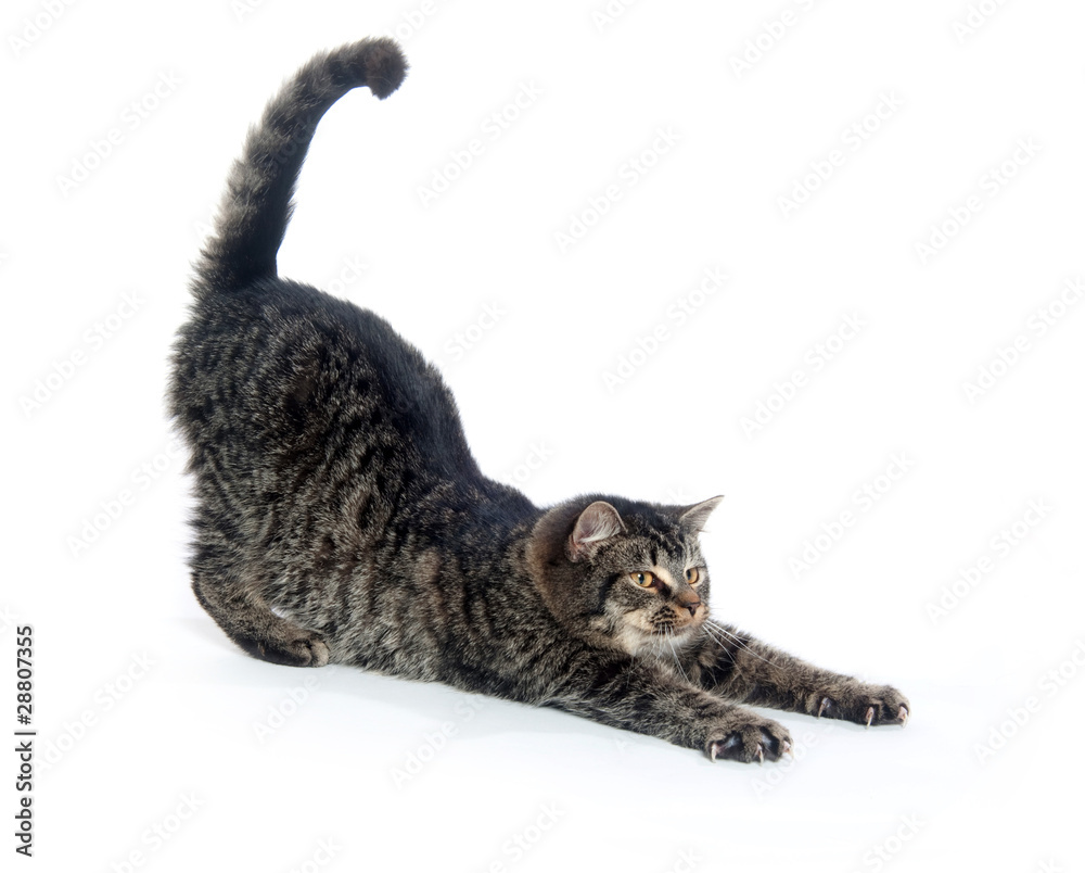 Fototapeta premium Cute tabby kitten stretching