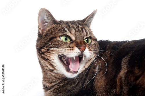 Angry tabby cat
