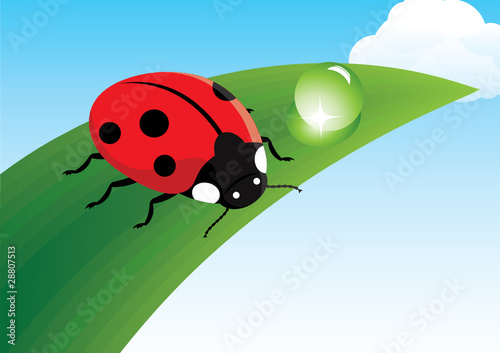 Ladybug