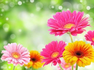 Handdoek met foto Gerbera Romantische bloemen in de natuur  © Jag_cz