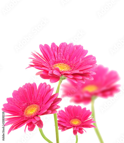 Pink gerberas flowers