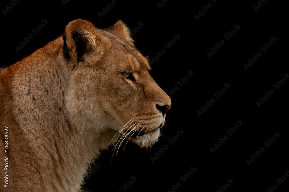 Obraz premium Close up profile of a lion isolated on black