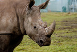 Close up head and shoulders of a White Rhinorceros