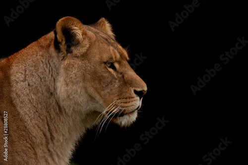 Close up profile of a lion isolated on black