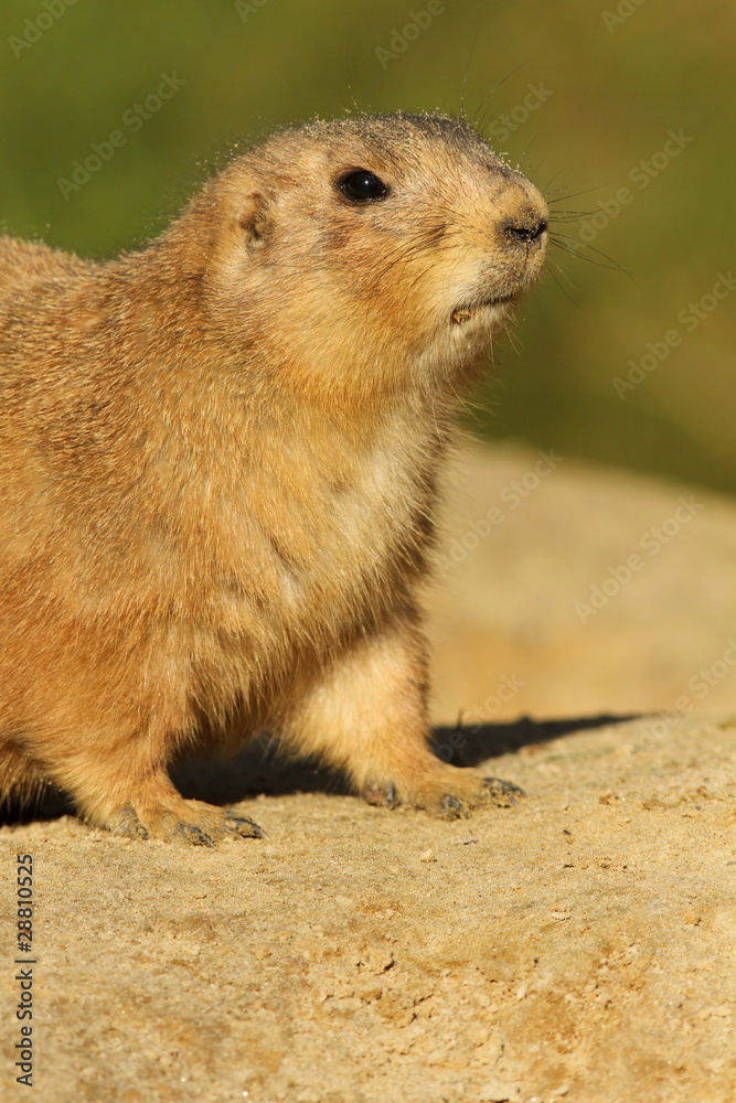 Prairie dog Prairie dog