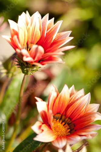 Spring flower