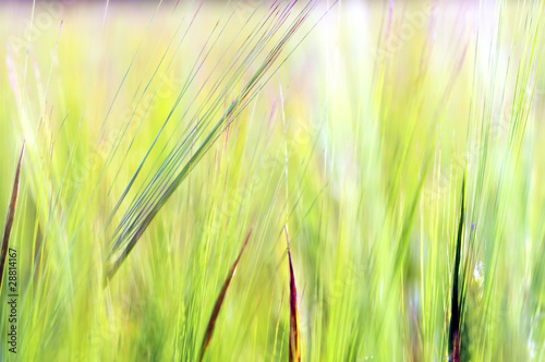 Closeup of green wheat