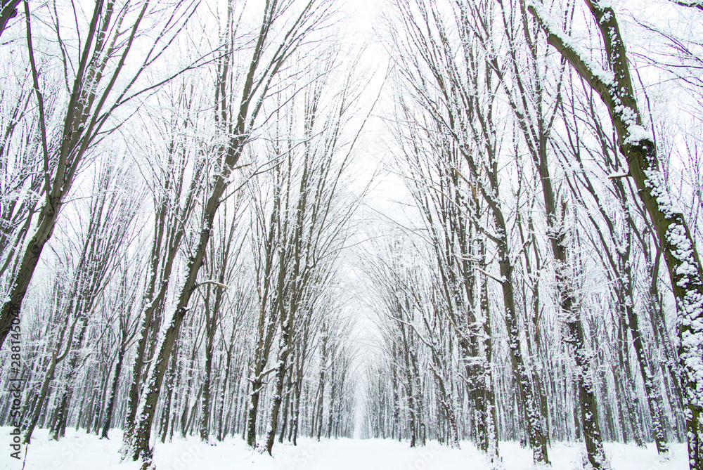 winter forest