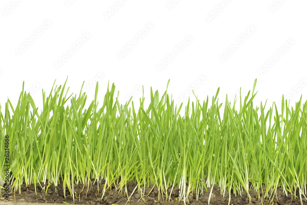 Obraz premium grass