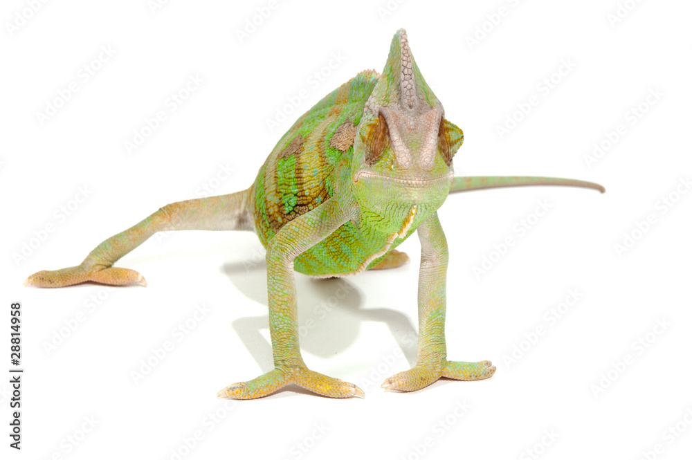 Fototapeta premium chameleon isolated on a white background, studio photo