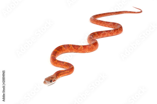 Snake slithering in front of white background, studio shot (Pant