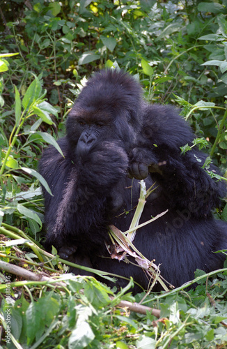 Mountain gorilla, Volcano National Park, Rwanda photo