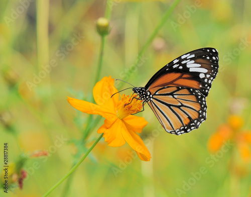 butterfly landing on cosmos flower