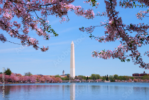 Cherry blossom and Washington monument over lake, Washington DC.