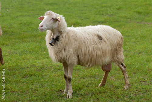 pecore photo