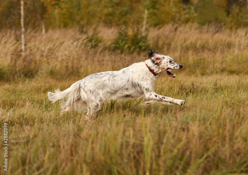 Obraz na płótnie setter