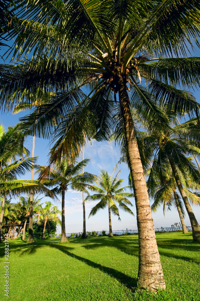 Fototapeta premium tropical landscape