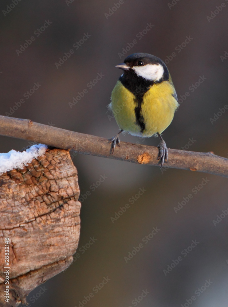 Fototapeta premium Blue Tit - Parus major