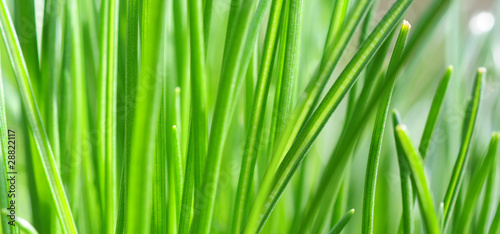 Grüne Gräser auf der Wiese