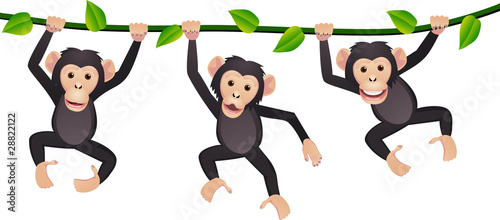 Three chimpanzee