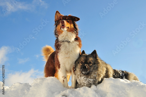Hunde im Schnee photo