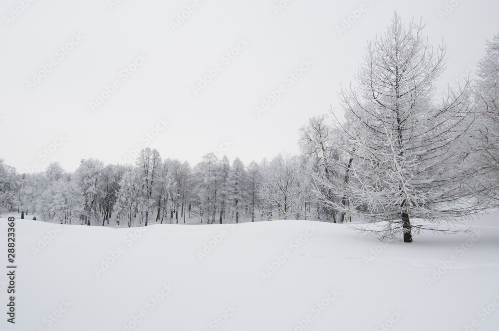winter landscape winter landscape