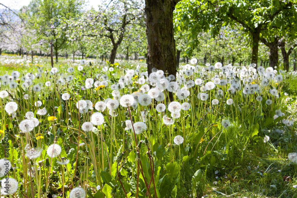 Obraz premium Frühling