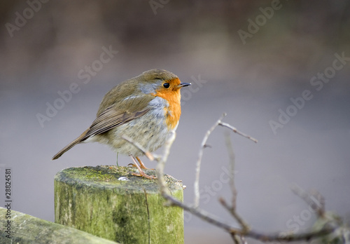 Euopean Robin sitting on a post photo