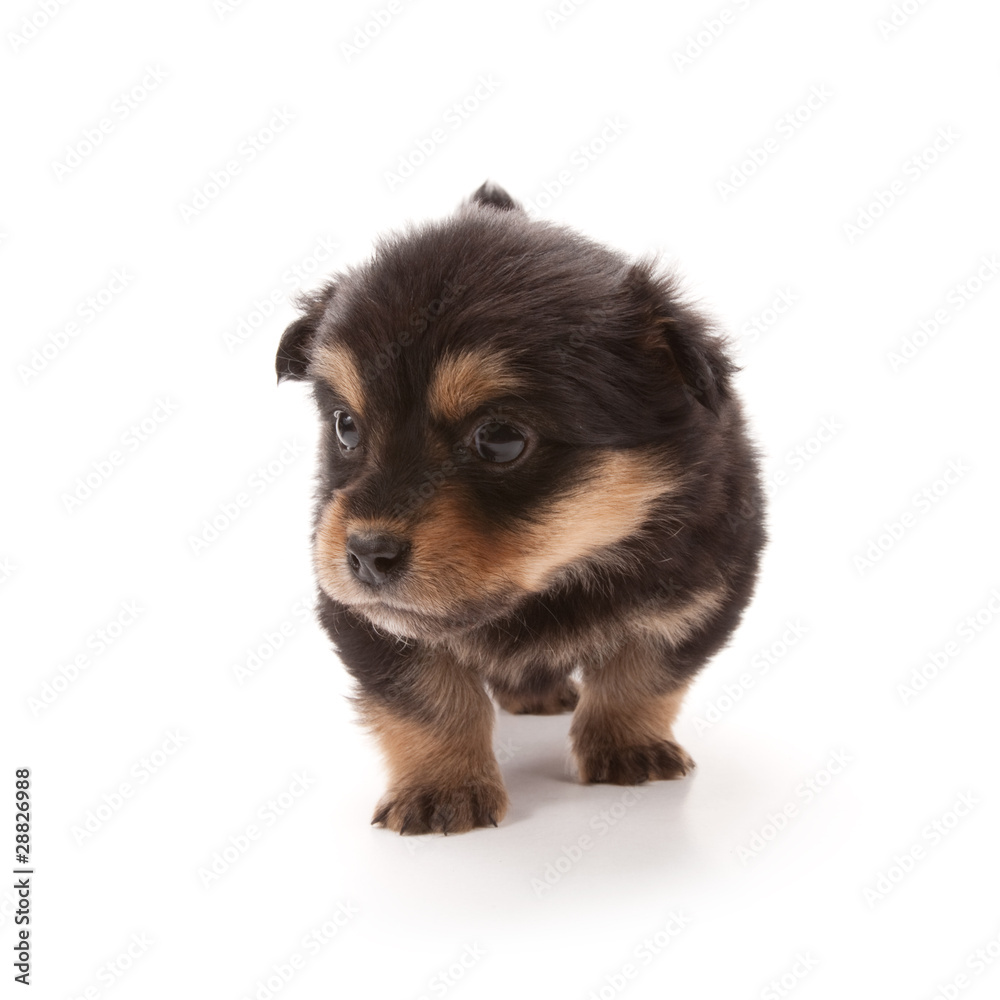 Puppy Puppy