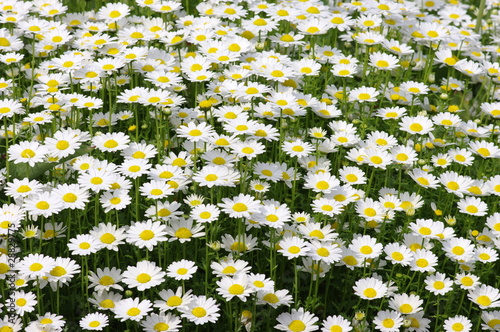 spring flower