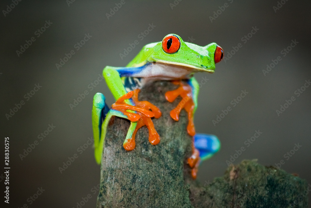 Rotaugenfrosch Images – Browse 17 Stock Photos, Vectors, and Video
