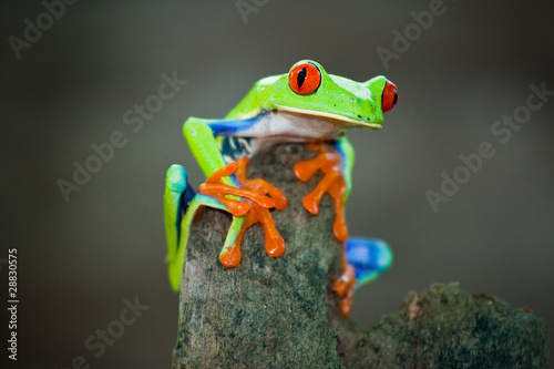 Rotaugenfrosch, Frog, Costa Rica photo
