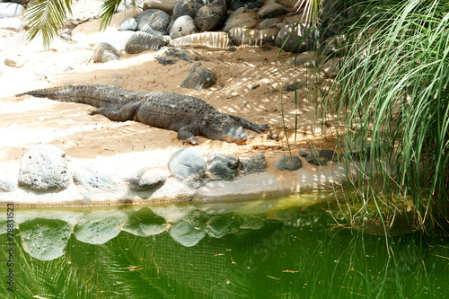 alligator in the zoo