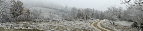 winterly forest