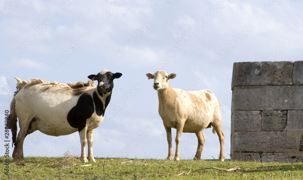 Obraz premium Two Sheep