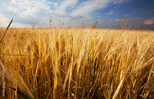 Wheat field