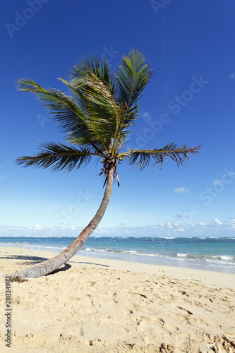 Fototapeta Naklejka Na Ścianę i Meble -  palmier de plage